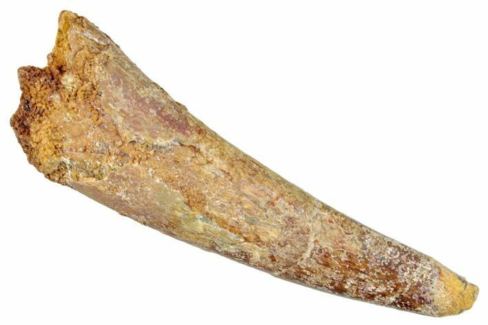 Fossil Pterosaur (Siroccopteryx) Tooth - Morocco #274334